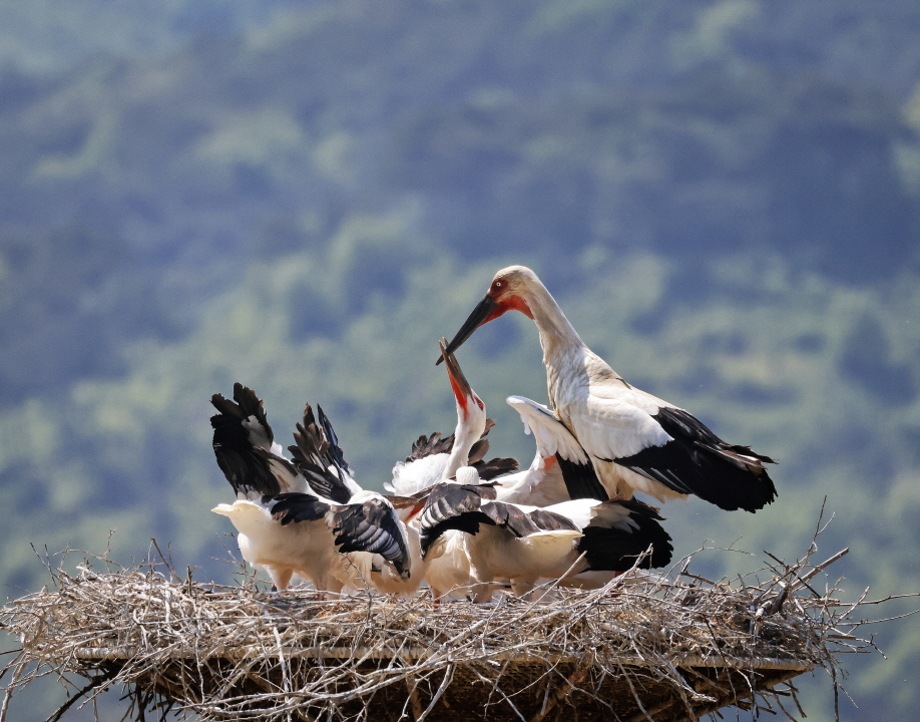 2022년 예산 황새 전국사진 공모전 사진입니다(2-2) 이미지