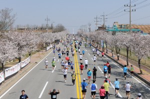 제7회 벚꽃마라톤대회