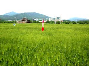 덕산보리밭