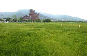덕산보리밭