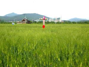 덕산보리밭