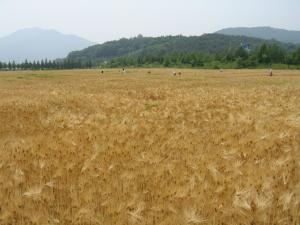 덕산보리밭