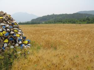 덕산보리밭
