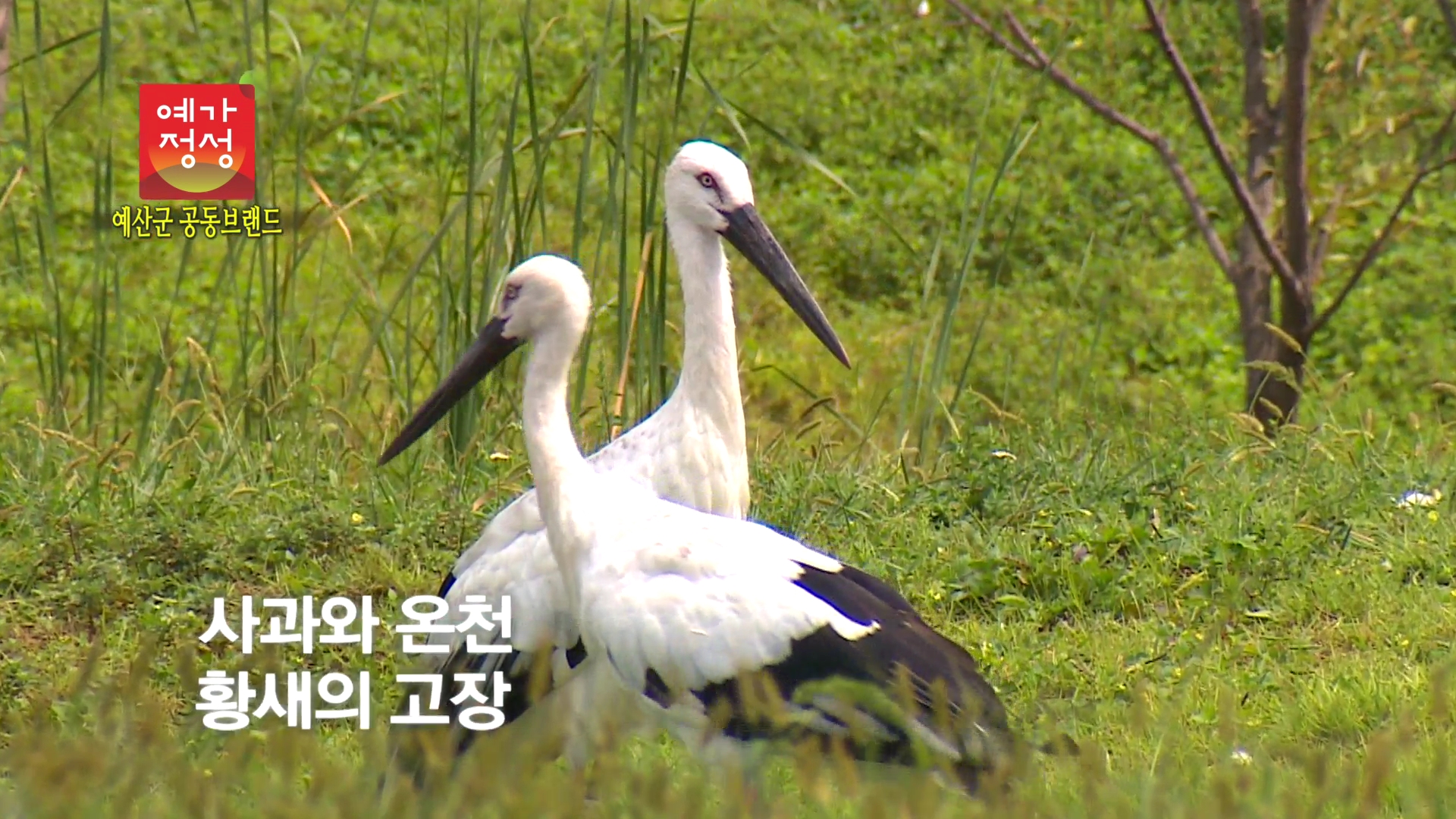 예산군 캠페인(예가정성)