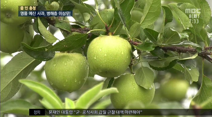 예산군 병해충종합관리체계 수립 사과 병해충 예찰(MBC)