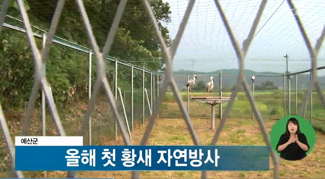 예산군 올해 첫 황새 자연방사(TJB)