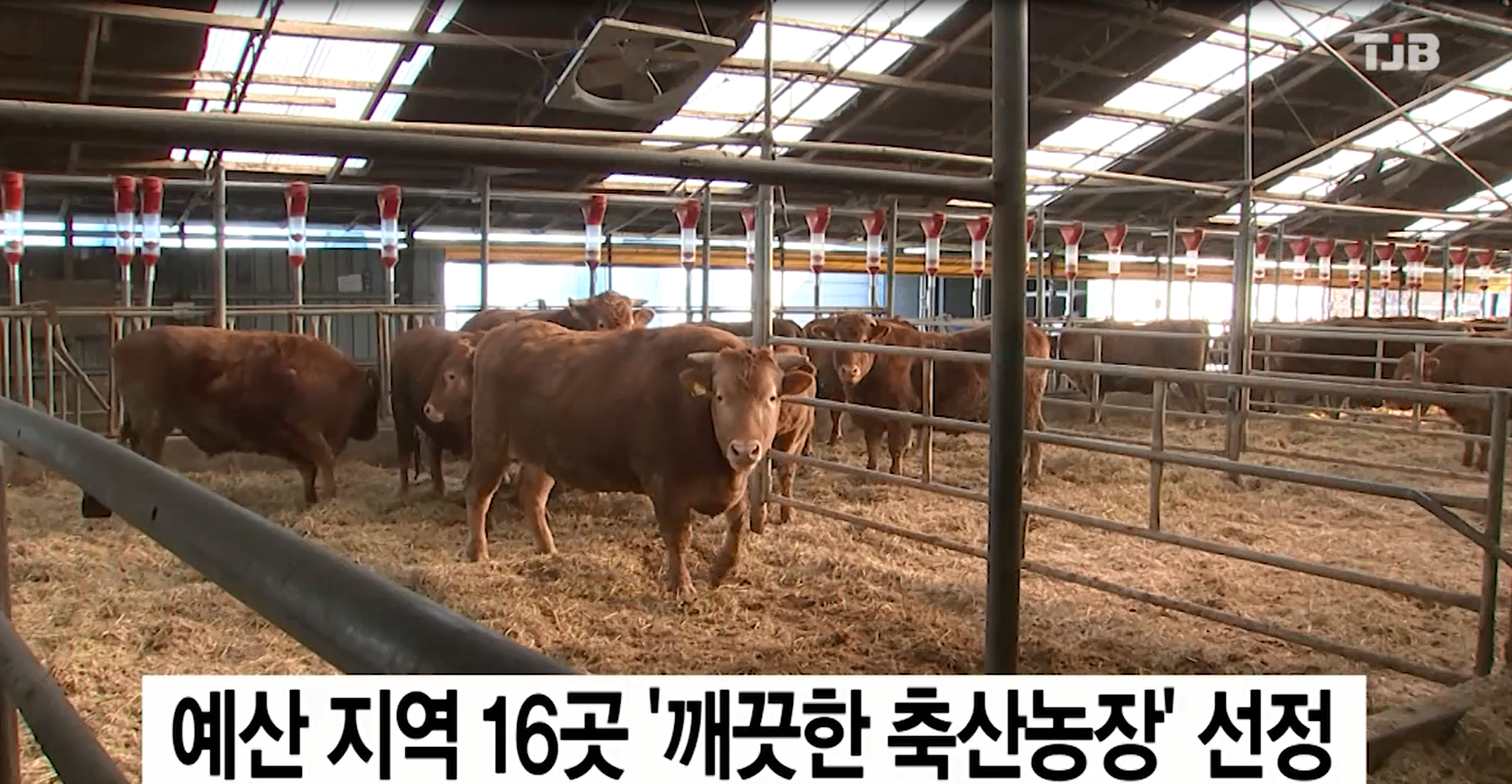예산지역 16곳 깨끗한 축산 농장 선정(TJB뉴스)