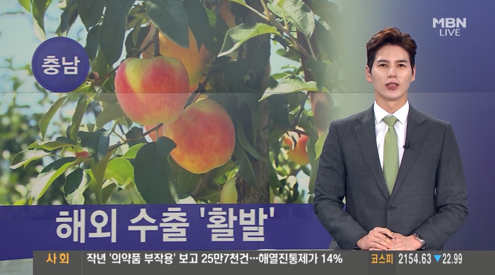 (MBN뉴스)예산사과 해외 수출 활발