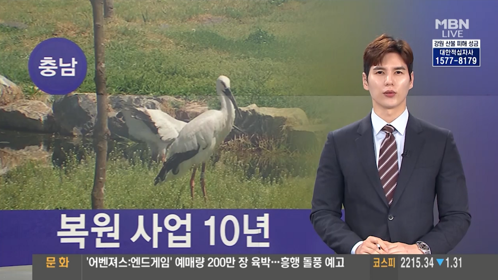 (MBN뉴스)황새 복원 사업 10년