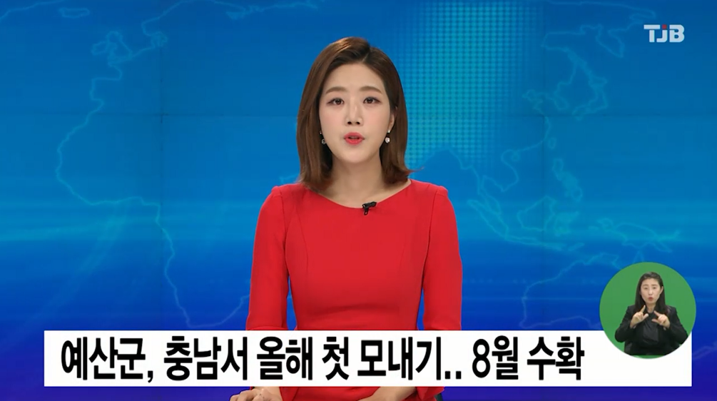 (TJB뉴스)예산군, 충남서 올해 첫 모내기.. 8월 수확