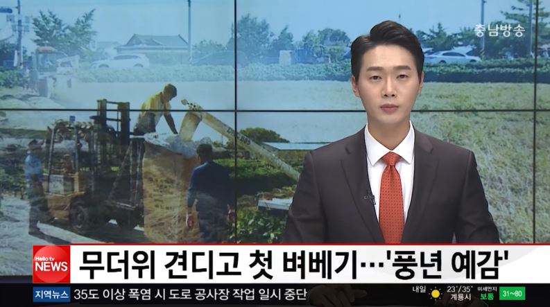 (충남방송) 무더위 견디고 첫 벼베기 