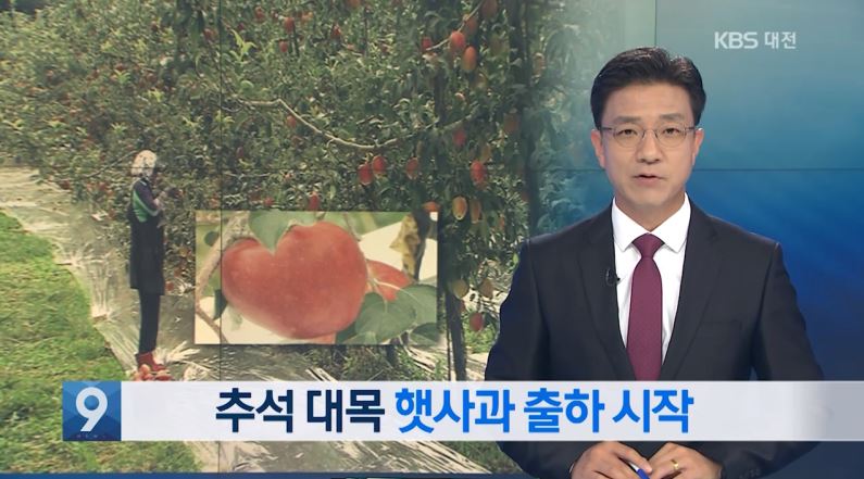 (KBS뉴스) 추석 대목 햇사과 출하 시작