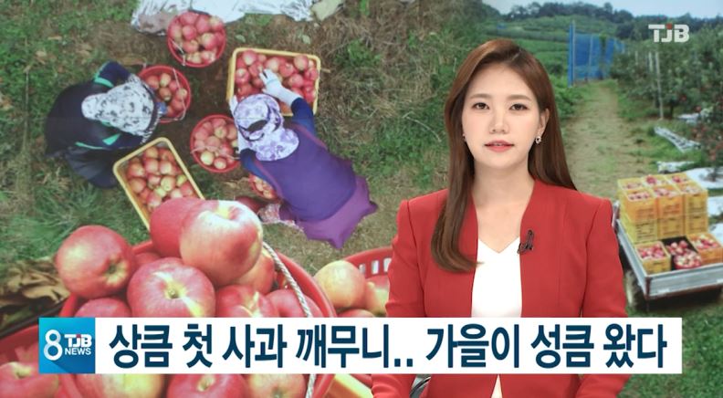 (TJB뉴스) 상큼 첫 사과 깨무니.. 가을이 성큼 왔다