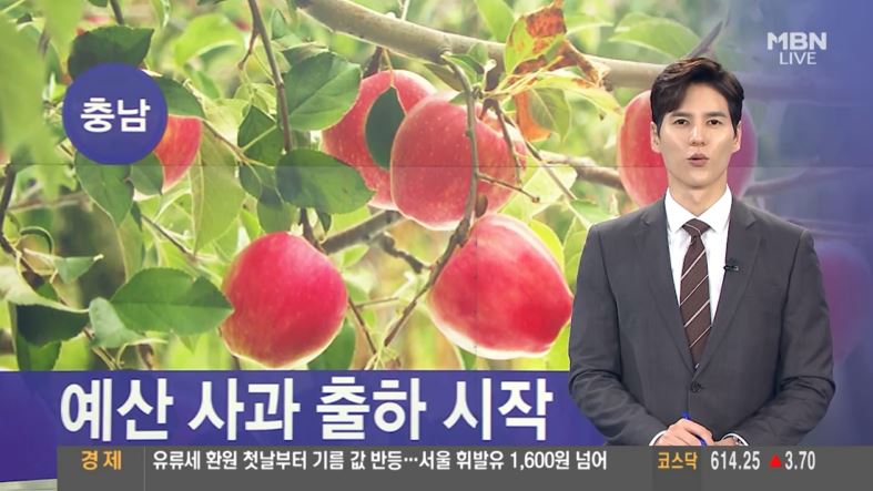 (MBN뉴스) 예산 사과 출하 시작