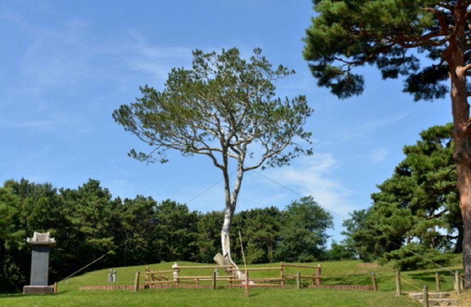 예산 용궁리 백송 대표
